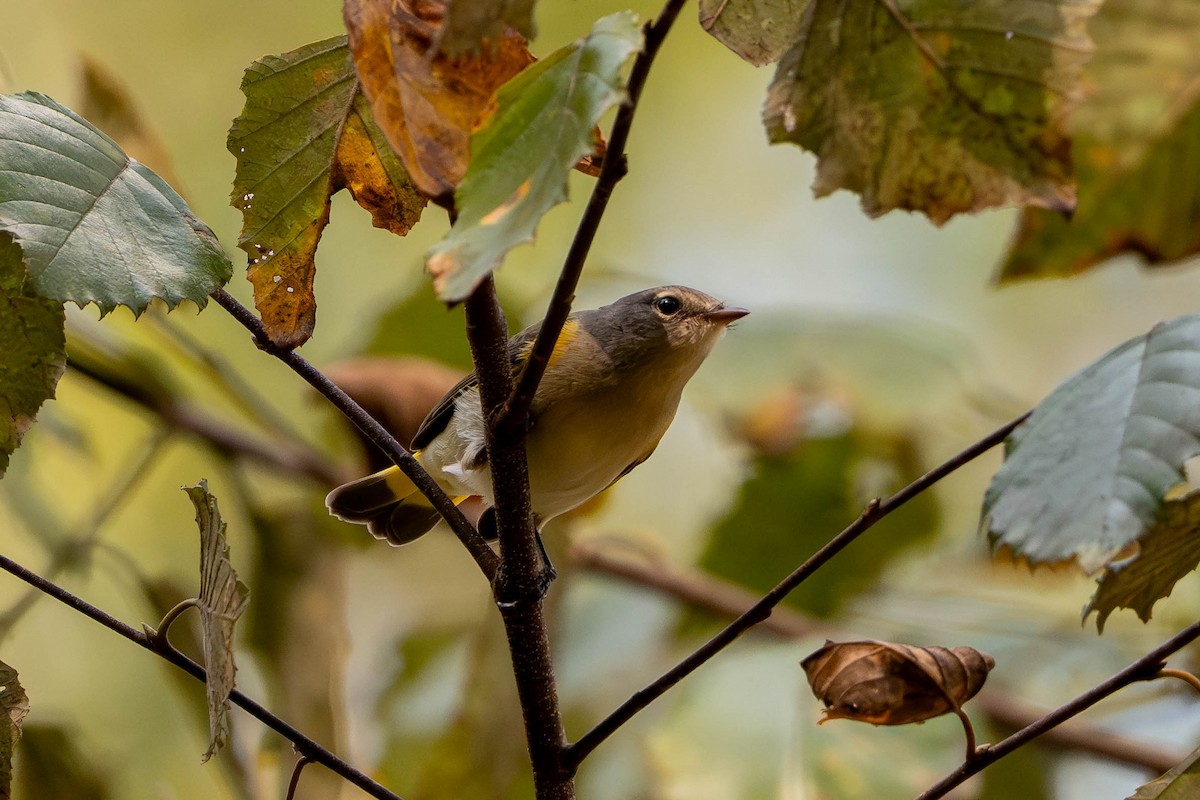 American Redstart - ML643161507