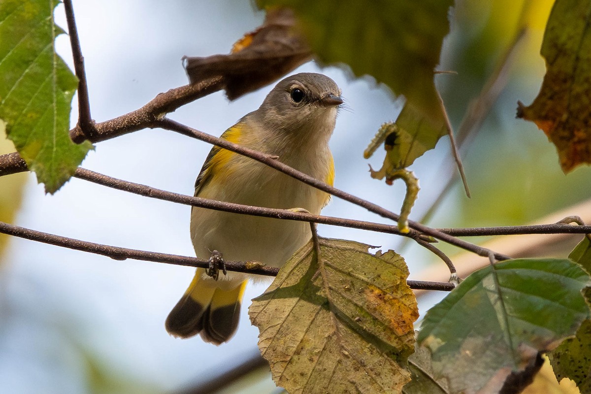 American Redstart - ML643161508