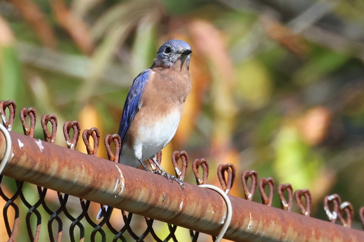 Eastern Bluebird - ML643161531