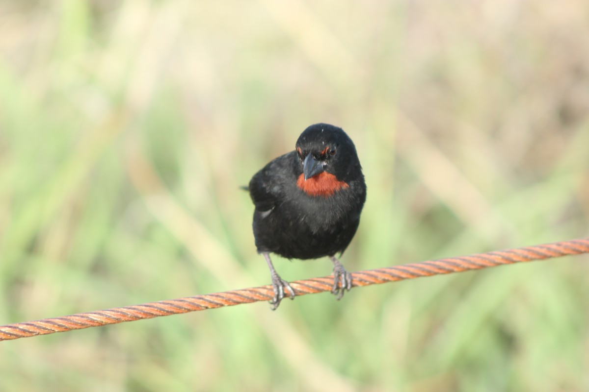Lesser Antillean Bullfinch - ML643161542