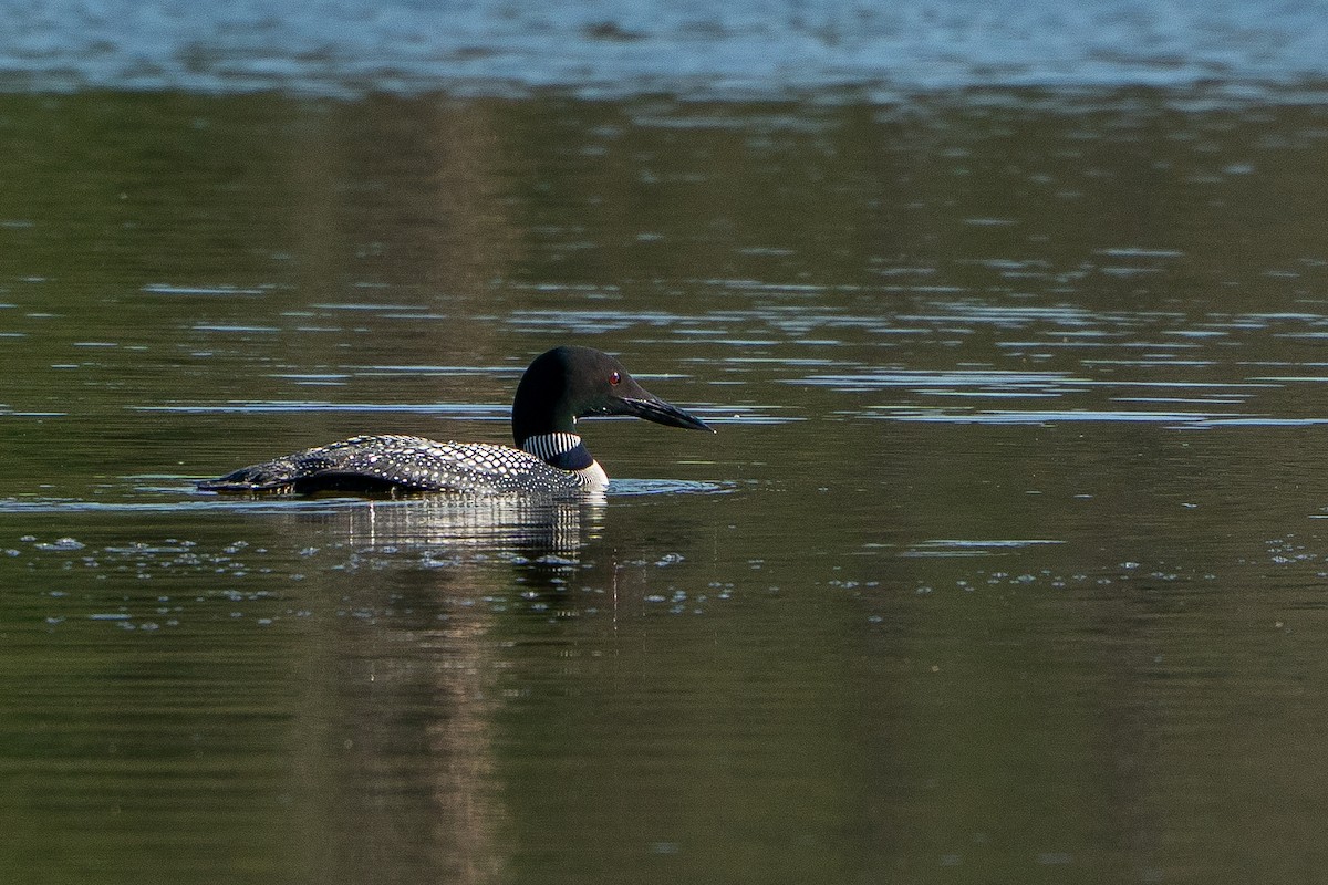Common Loon - ML643161543