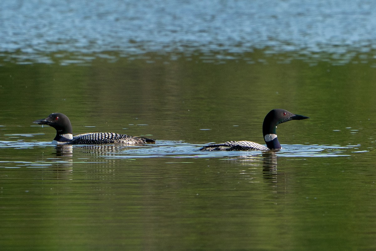 Common Loon - ML643161546