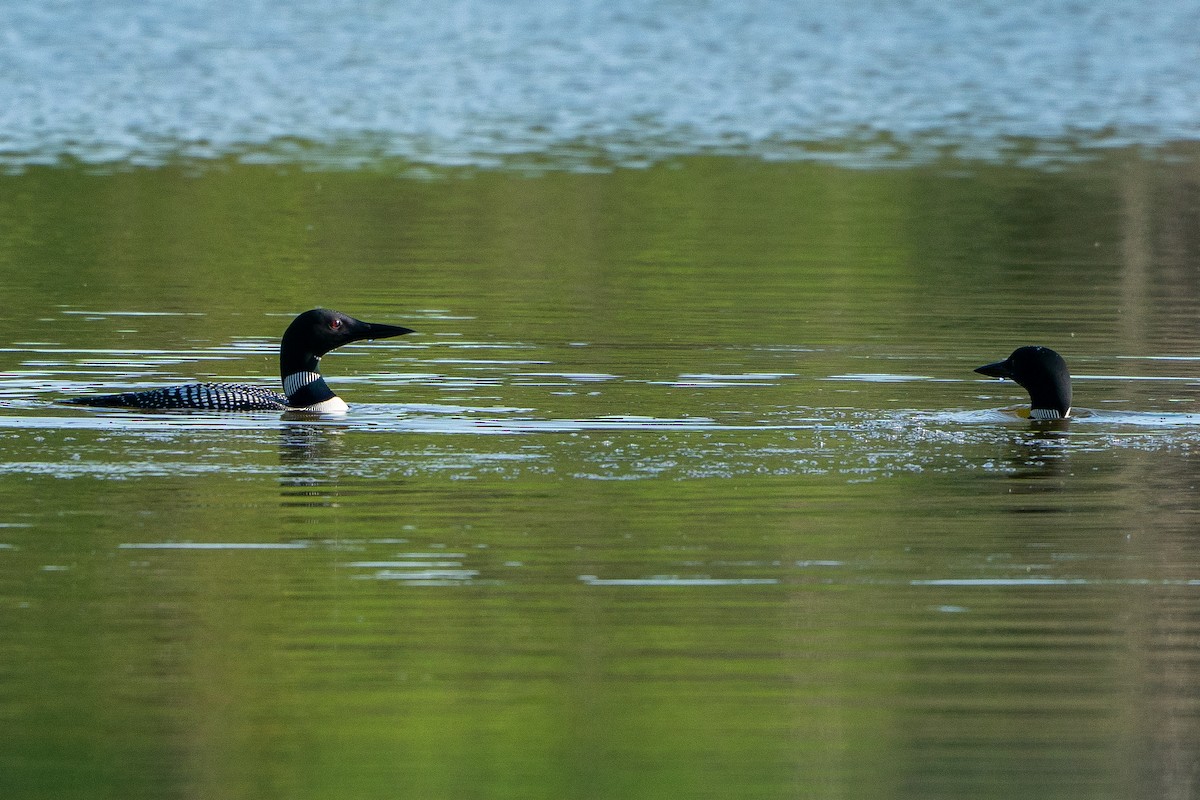 Common Loon - ML643161547