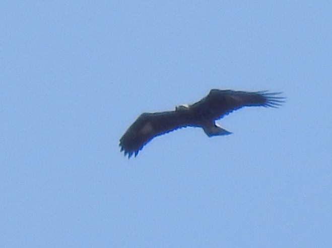 Golden Eagle - ML643161549