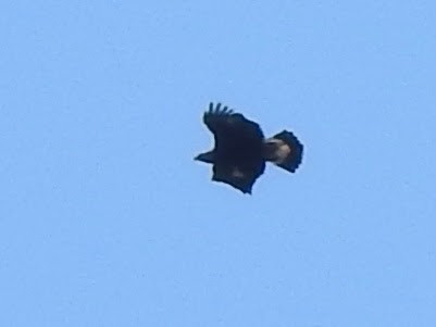 Golden Eagle - ML643161550
