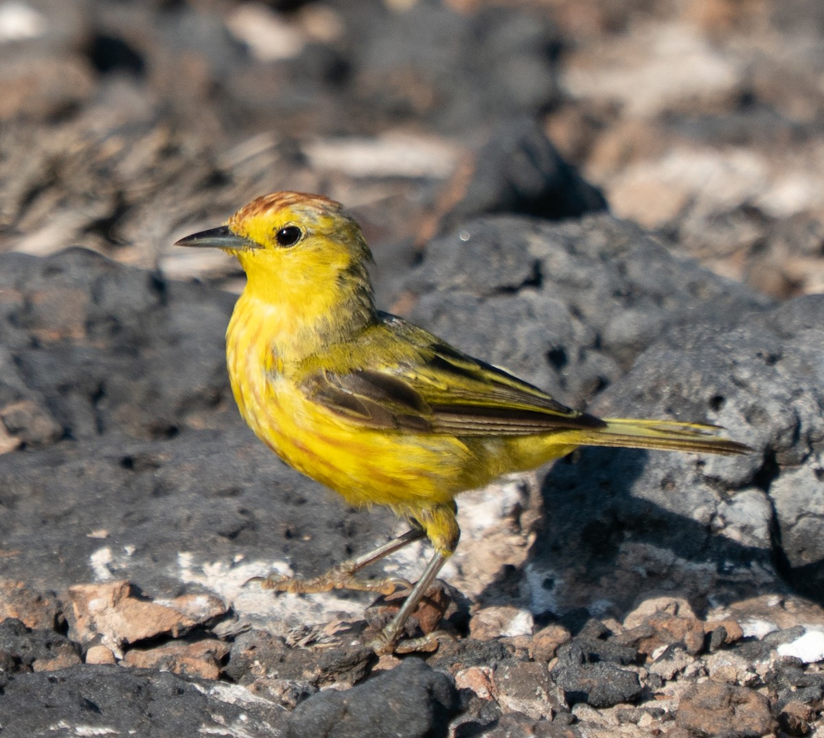 Mangrovewaldsänger - ML643161551