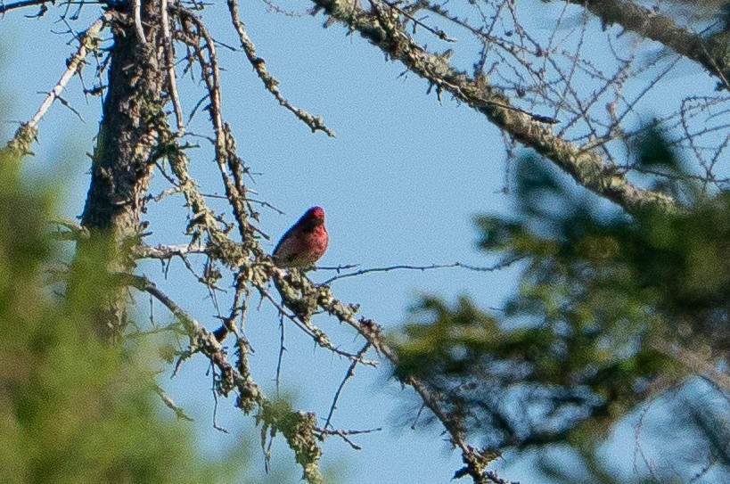 Purple Finch - ML643161578