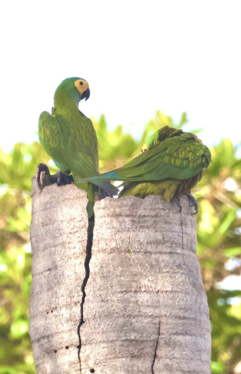 Red-bellied Macaw - ML643161590