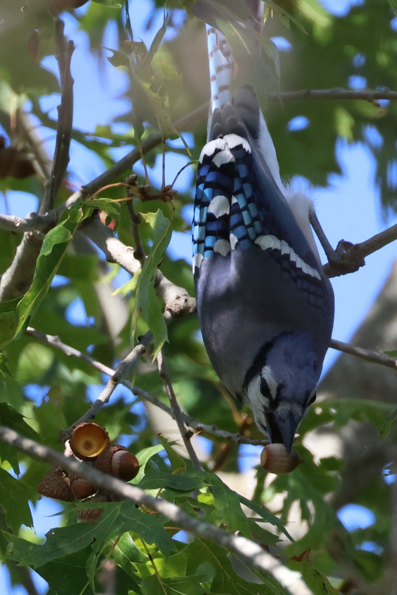 Blue Jay - ML643161594