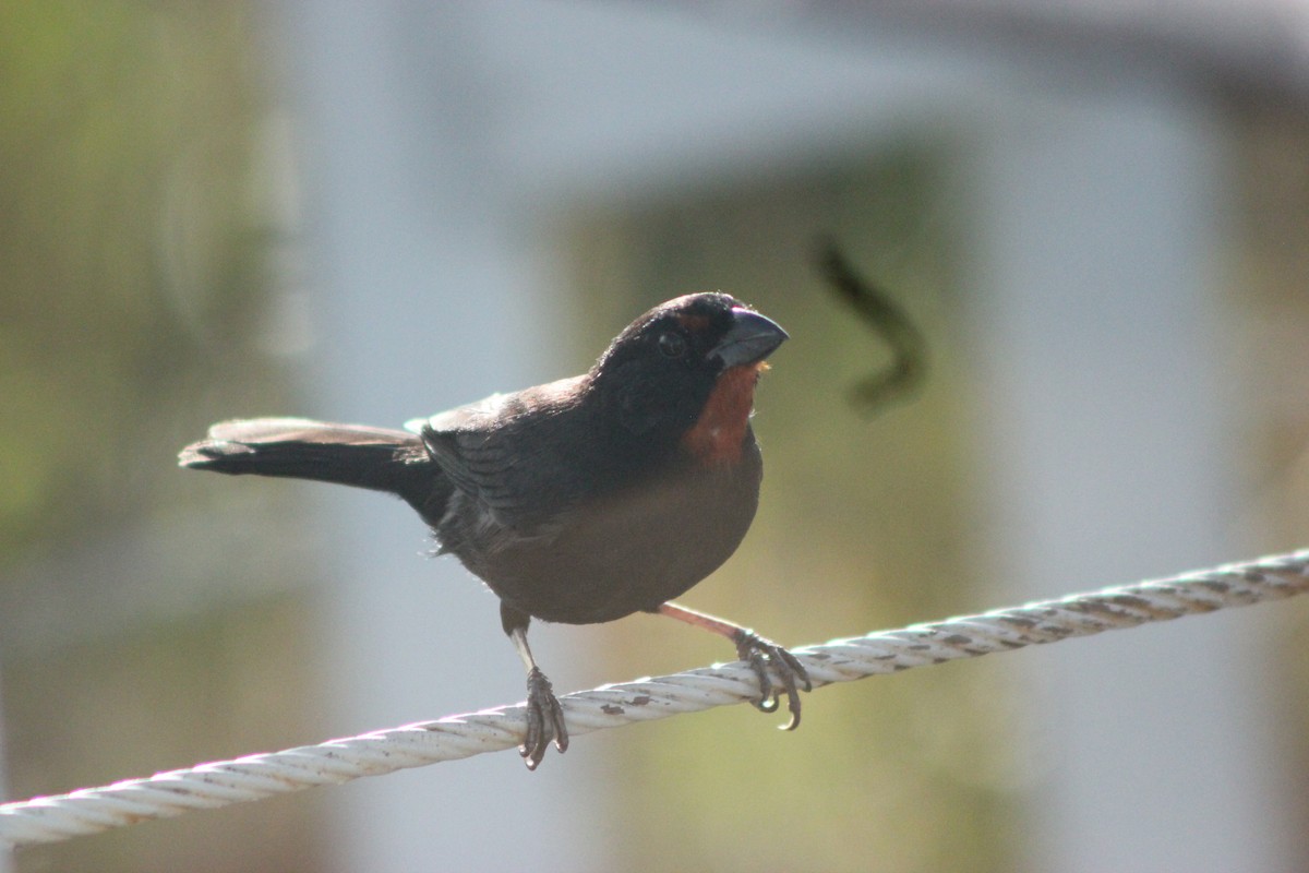 Lesser Antillean Bullfinch - ML643161601