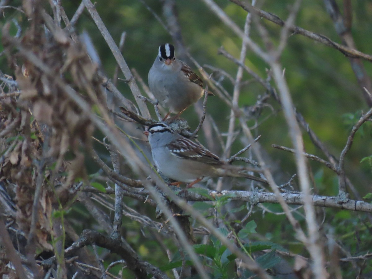 White-crowned Sparrow - ML643161602