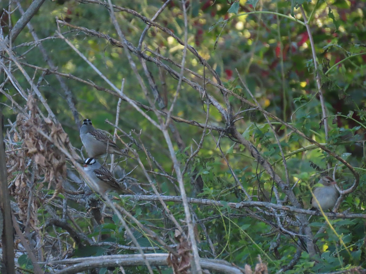 White-crowned Sparrow - ML643161603