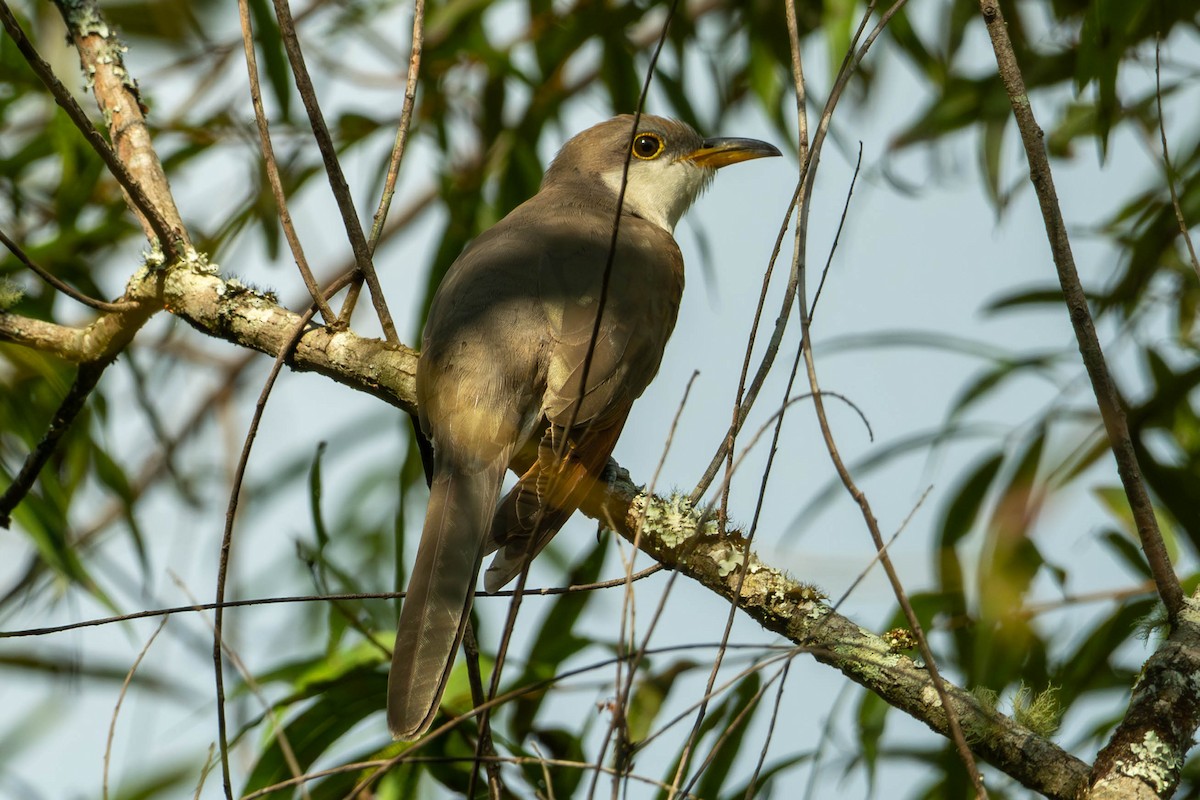 Yellow-billed Cuckoo - ML643161620