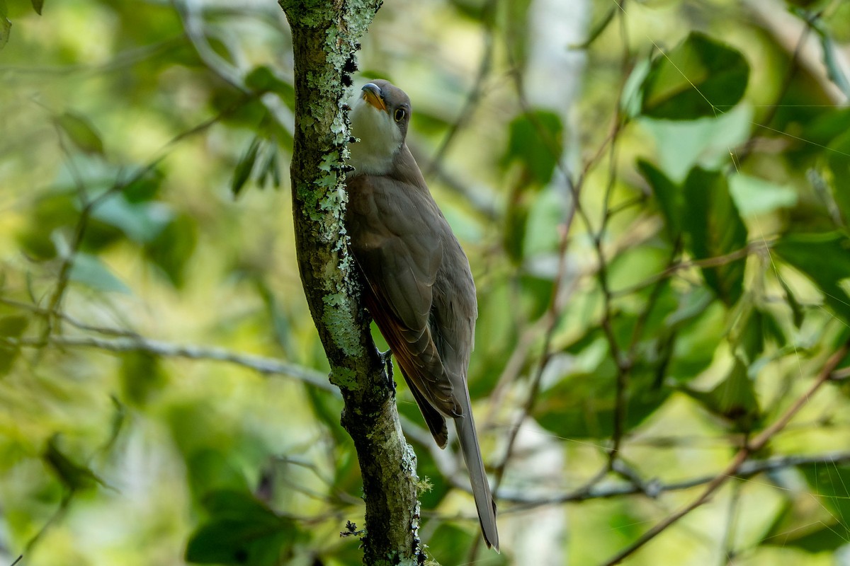 Yellow-billed Cuckoo - ML643161623