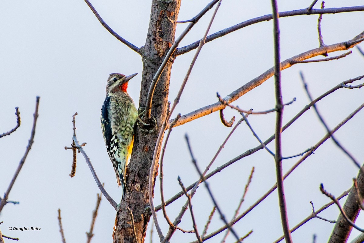 Yellow-bellied Sapsucker - ML643161624