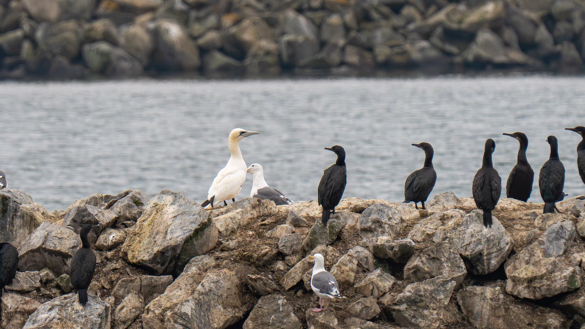 Northern Gannet - ML643161626