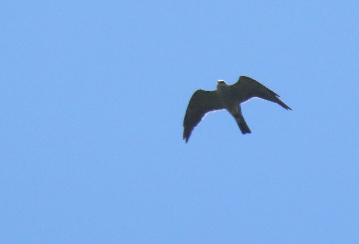 Mississippi Kite - ML643161629