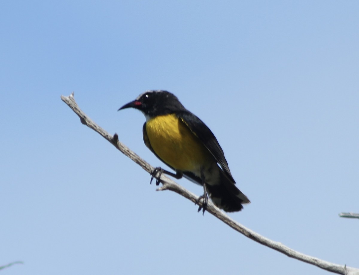 Bananaquit - ML643161637