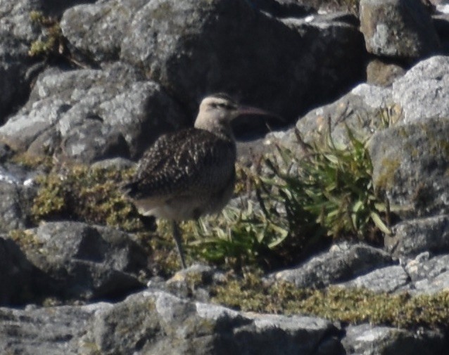Hudsonian Whimbrel - ML643161643