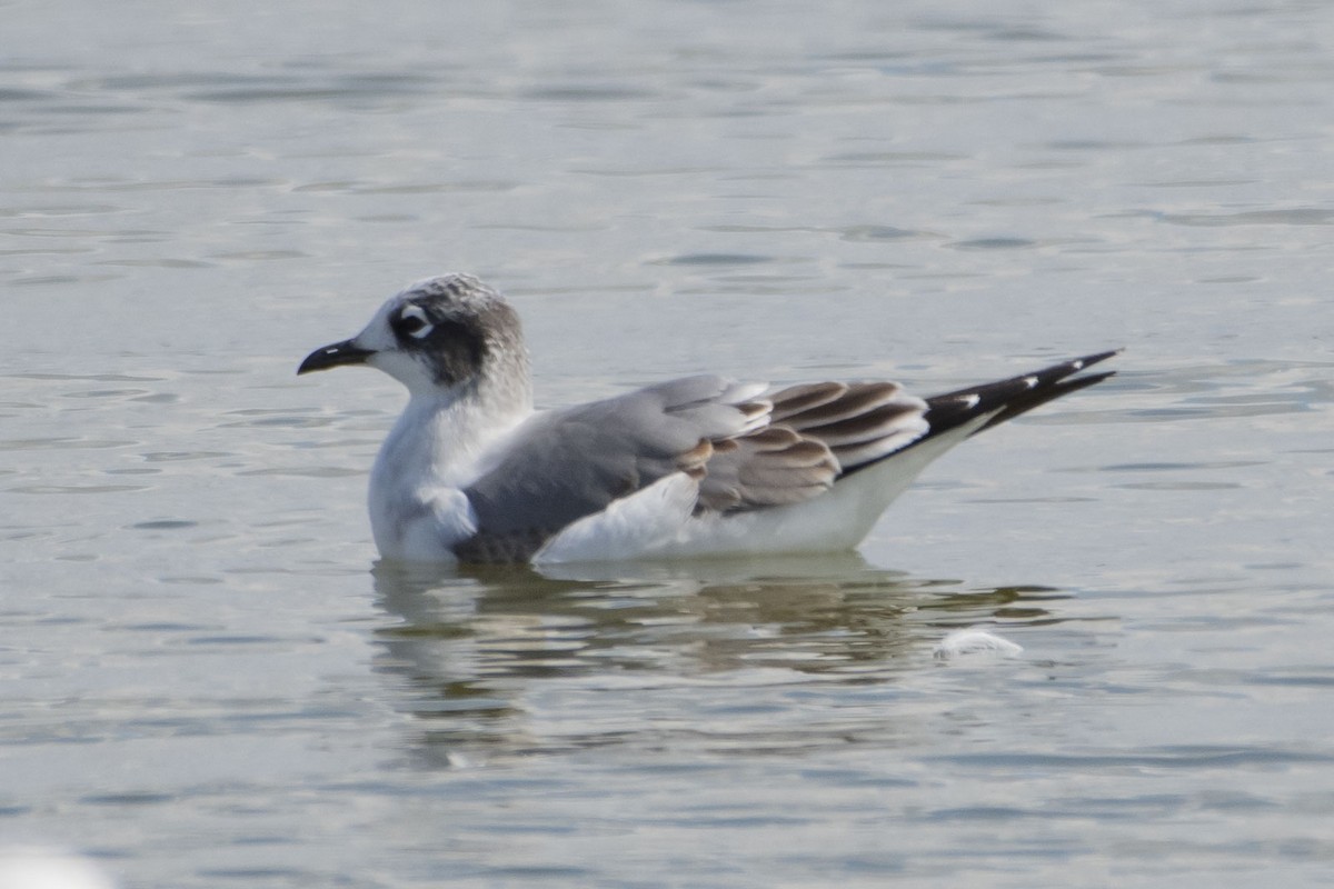 Franklin's Gull - ML643161663