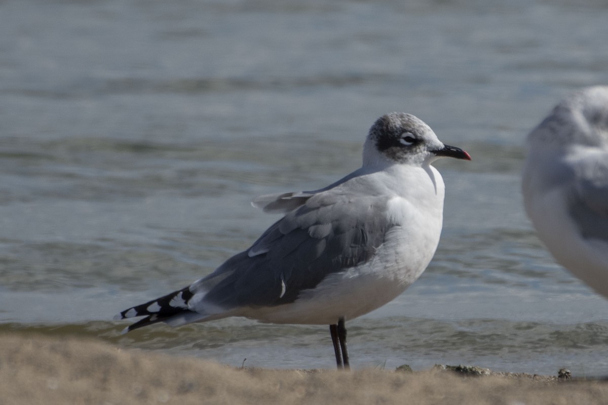 Franklin's Gull - ML643161664