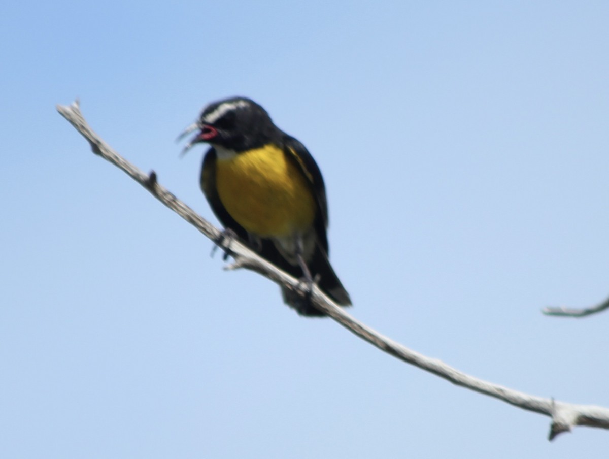 Bananaquit - ML643161665