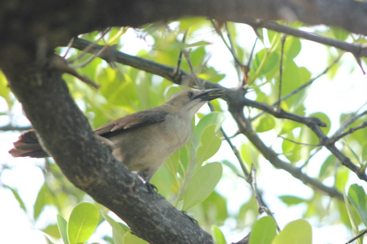 Carib Grackle - ML643161671