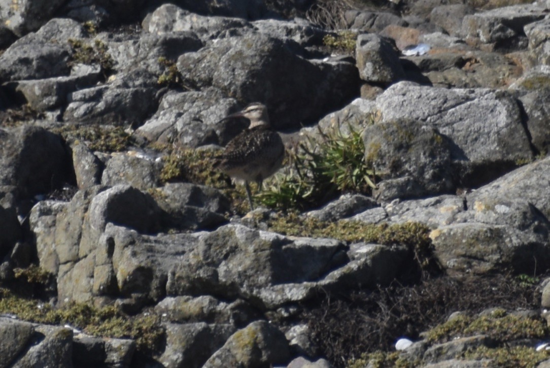 Hudsonian Whimbrel - ML643161674