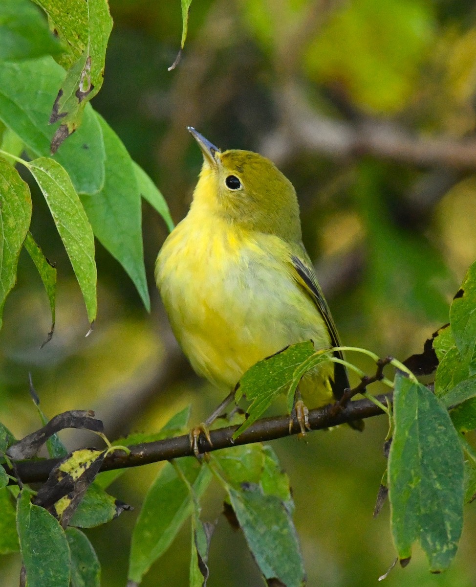 Yellow Warbler - ML643161683