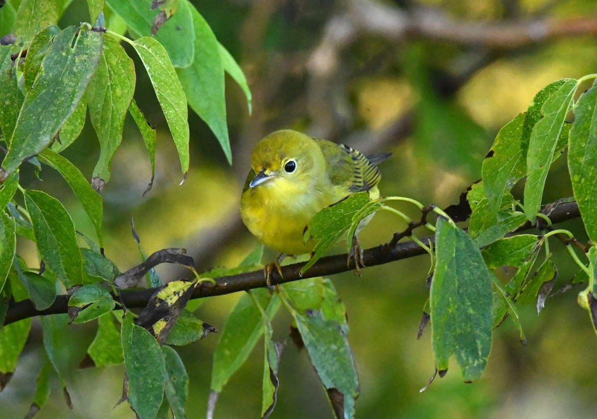 Yellow Warbler - ML643161684
