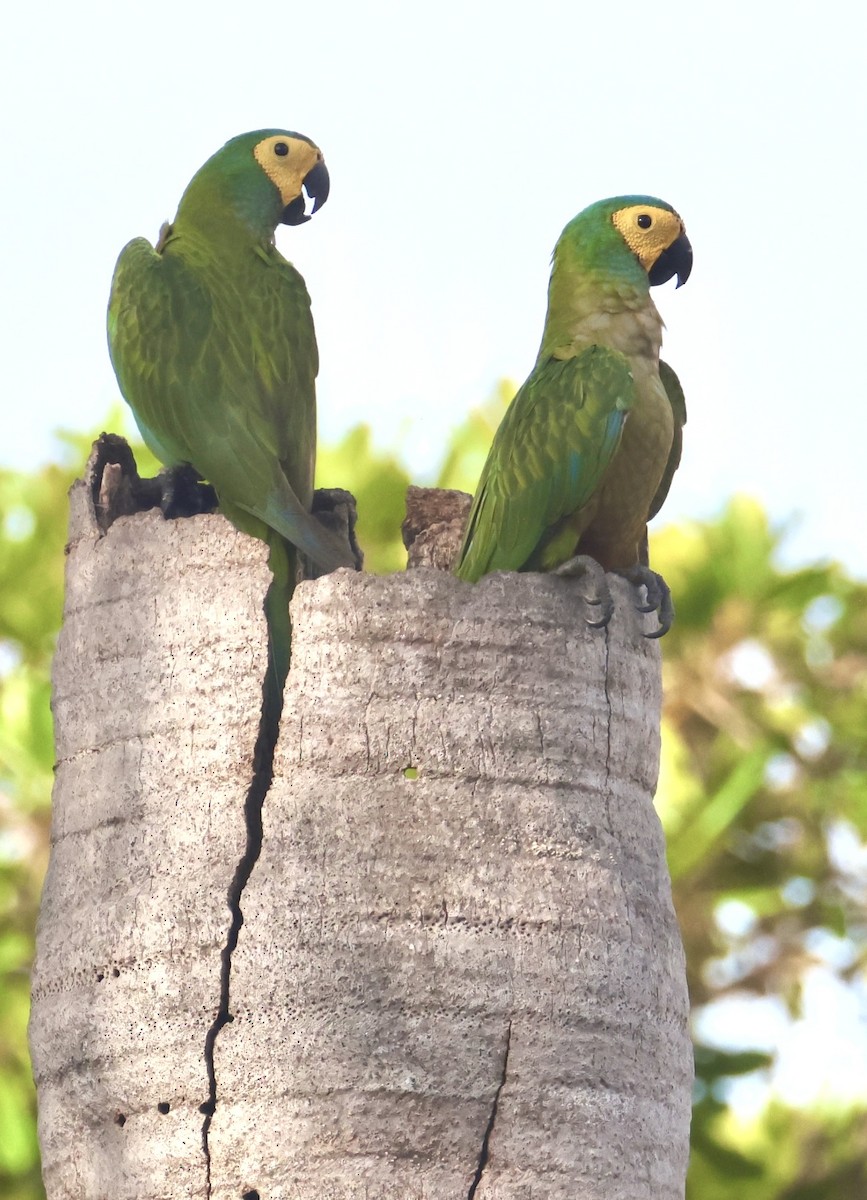 Red-bellied Macaw - ML643161695