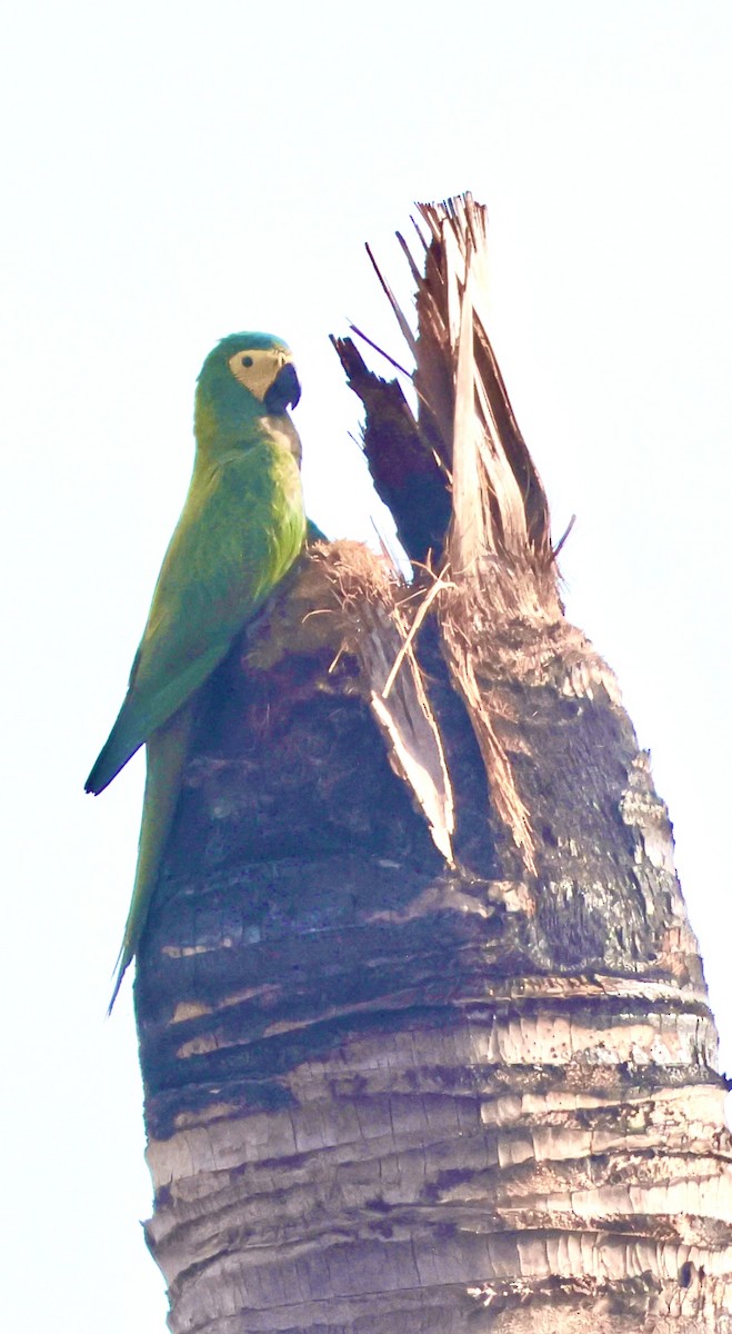 Red-bellied Macaw - ML643161696