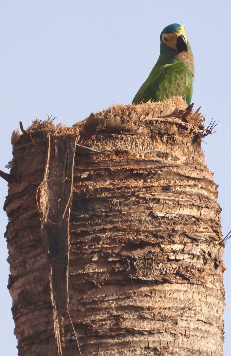 Red-bellied Macaw - ML643161698
