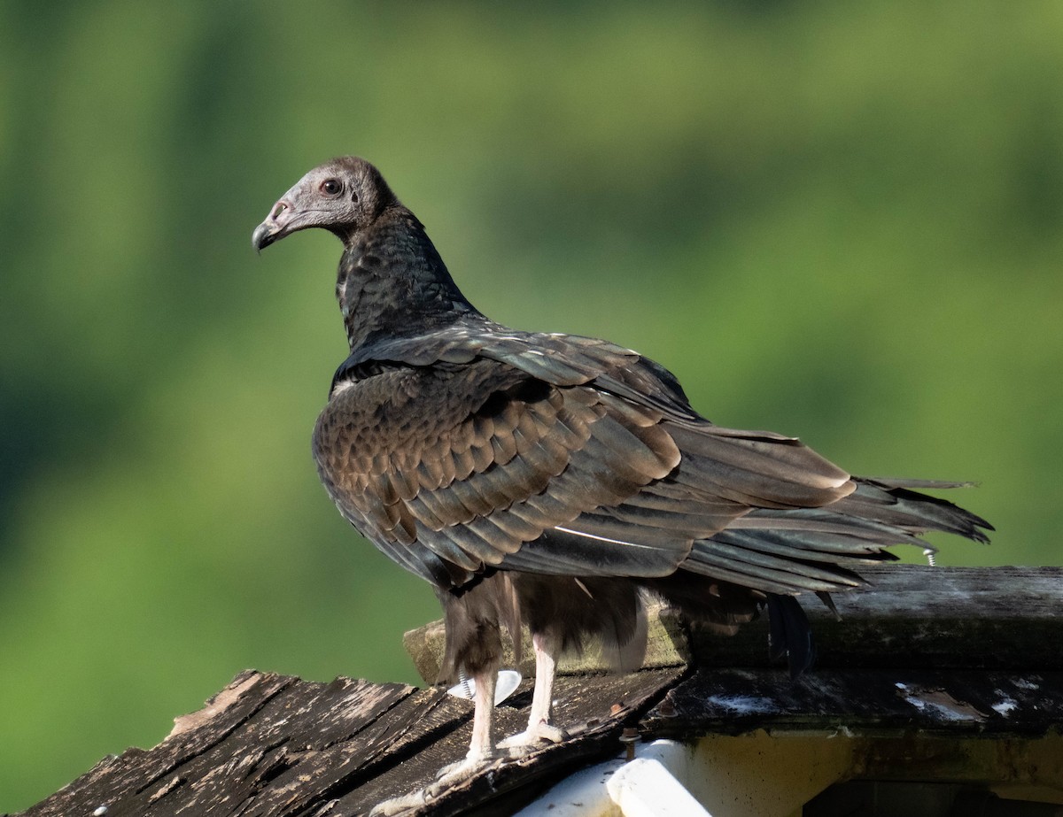 Turkey Vulture - ML643161721
