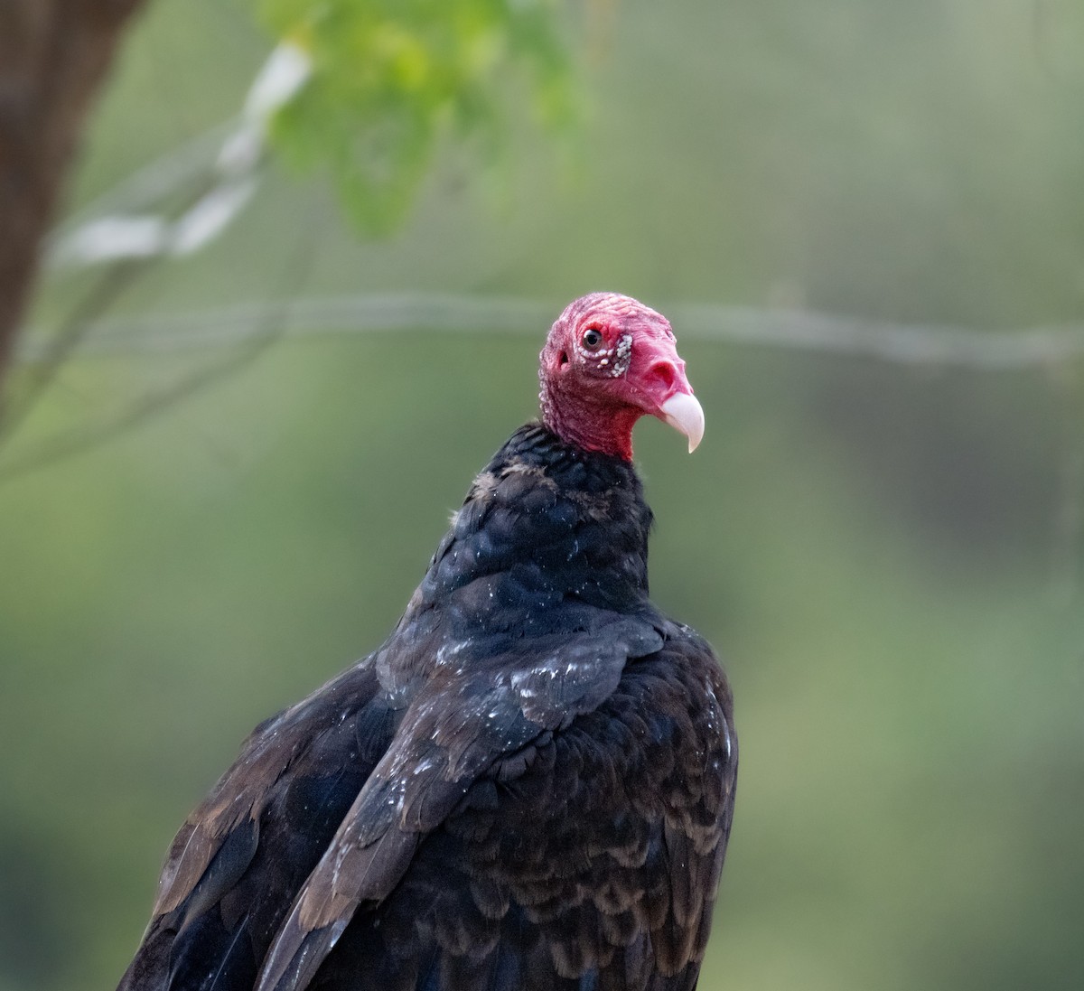 Turkey Vulture - ML643161722