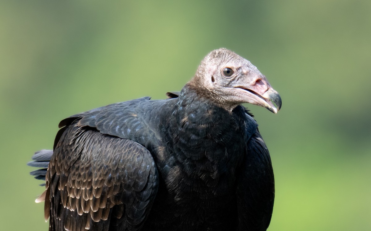 Turkey Vulture - ML643161723