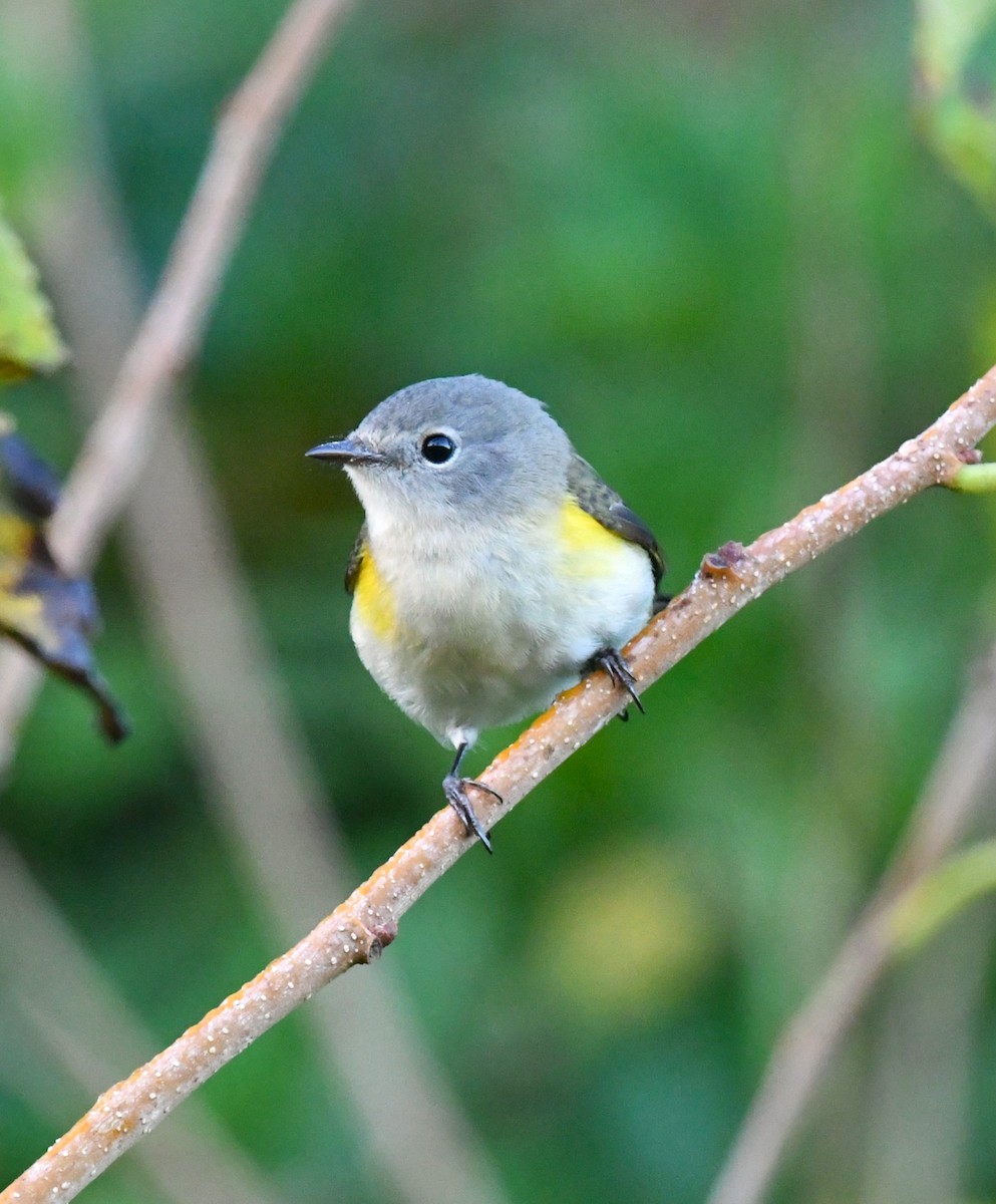 American Redstart - ML643161729