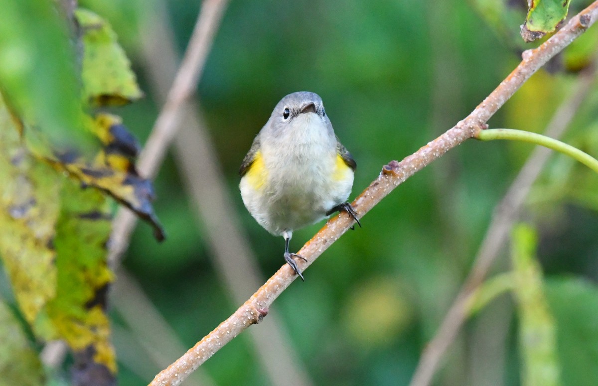 American Redstart - ML643161731
