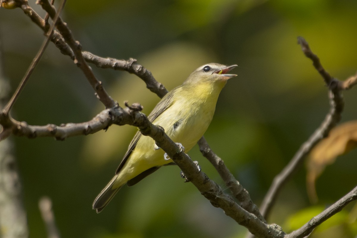 Philadelphia Vireo - ML643161735