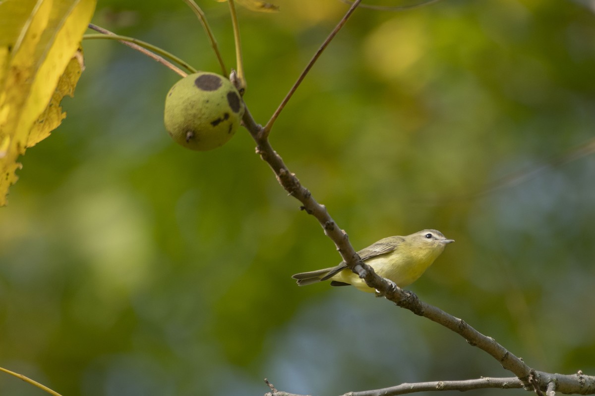 Philadelphia Vireo - ML643161738
