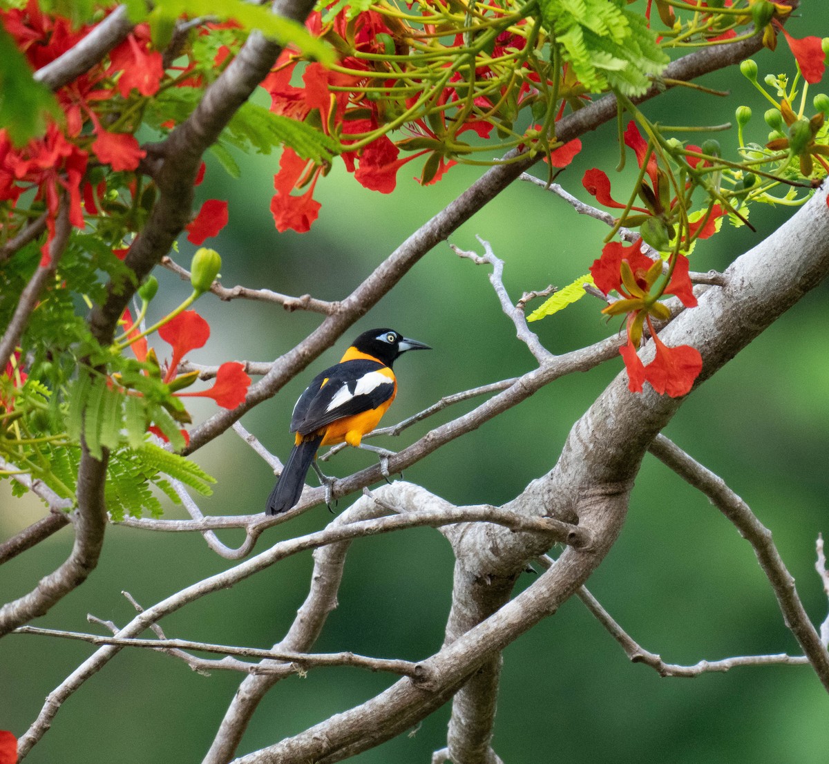 Venezuelan Troupial - ML643161740