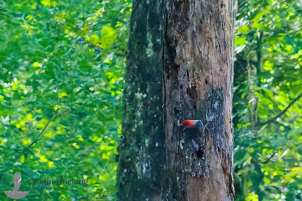 Red-bellied Woodpecker - ML643161744