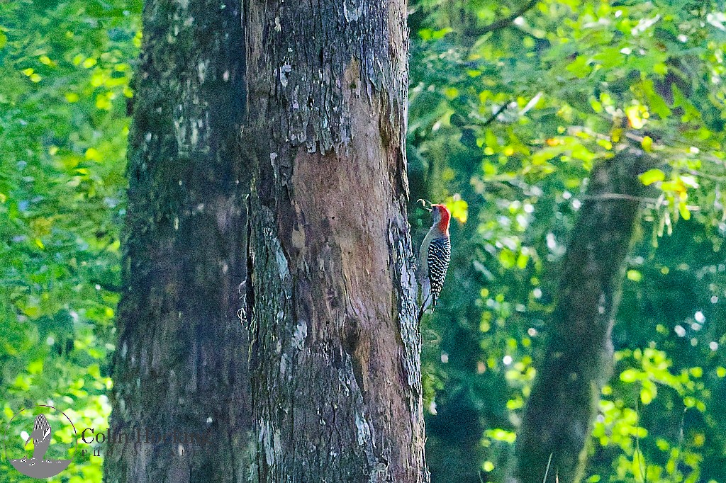Red-bellied Woodpecker - ML643161745