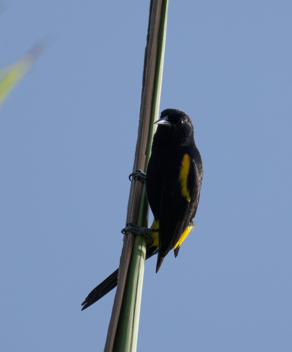 Puerto Rican Oriole - ML643161749