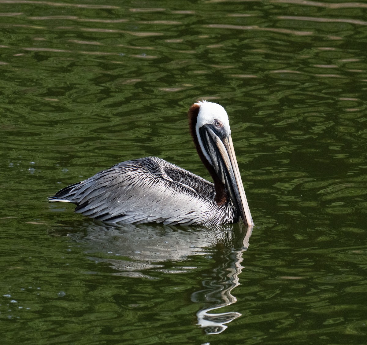Brown Pelican - ML643161753