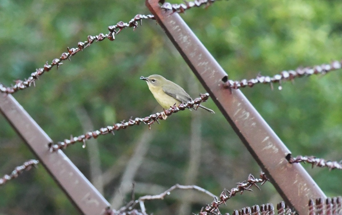 Black-throated Blue Warbler - ML643161754