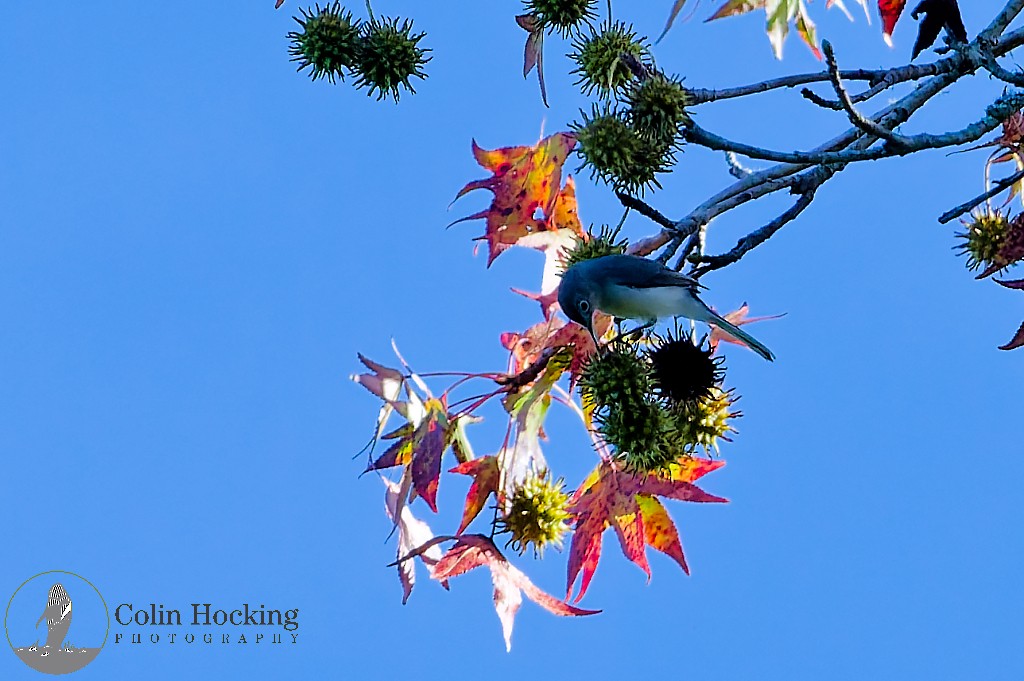 Blue-gray Gnatcatcher - ML643161765