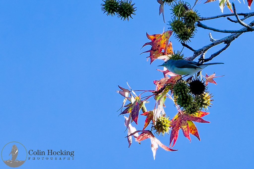 Blue-gray Gnatcatcher - ML643161766