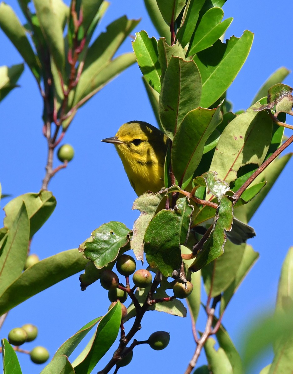 Prairie Warbler - ML643161774