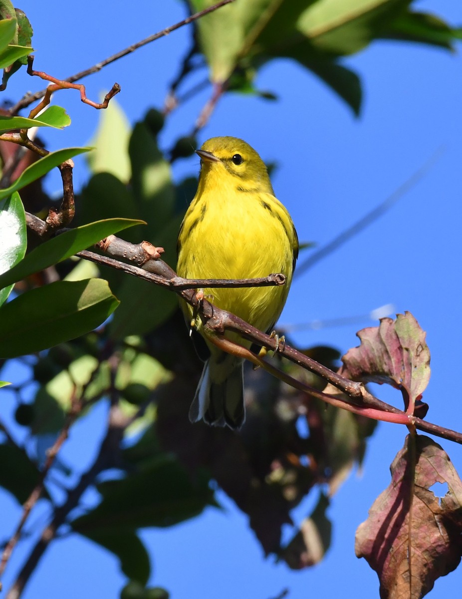 Prairie Warbler - ML643161775